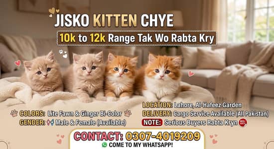 Persian kittens for sale in lahore