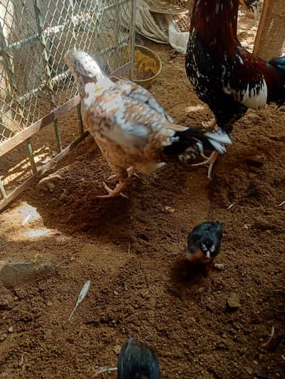 Hen with 3 chicks