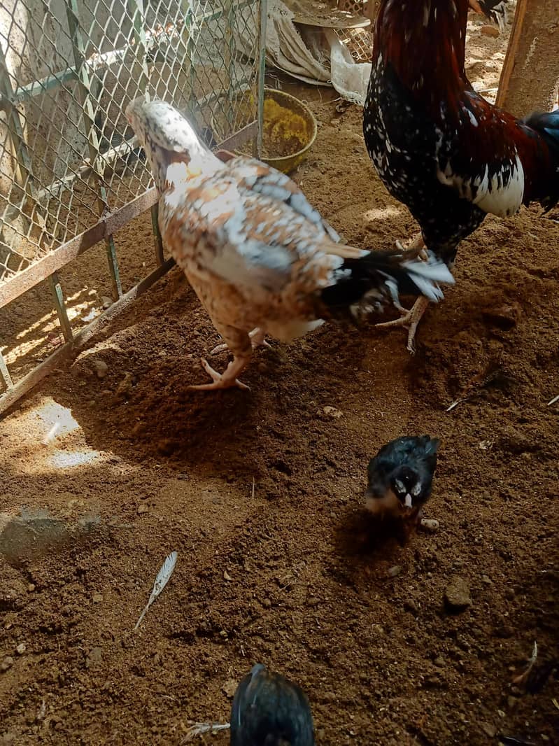 Hen with 3 chicks 0