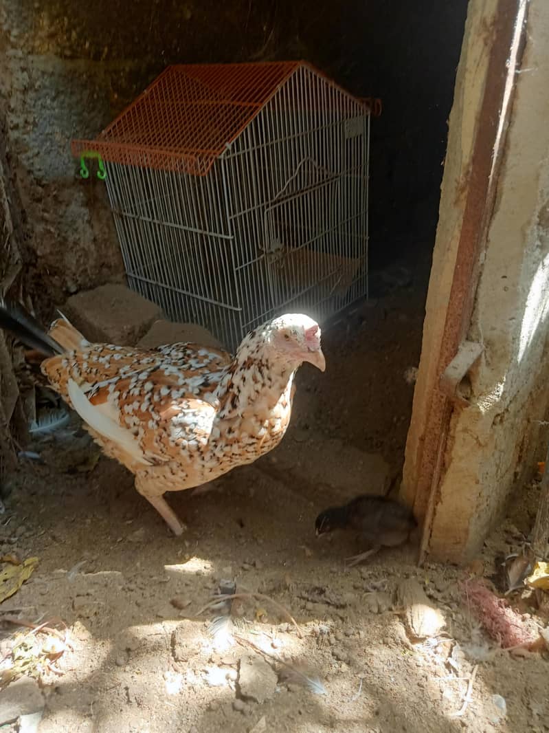 Hen with 3 chicks 1