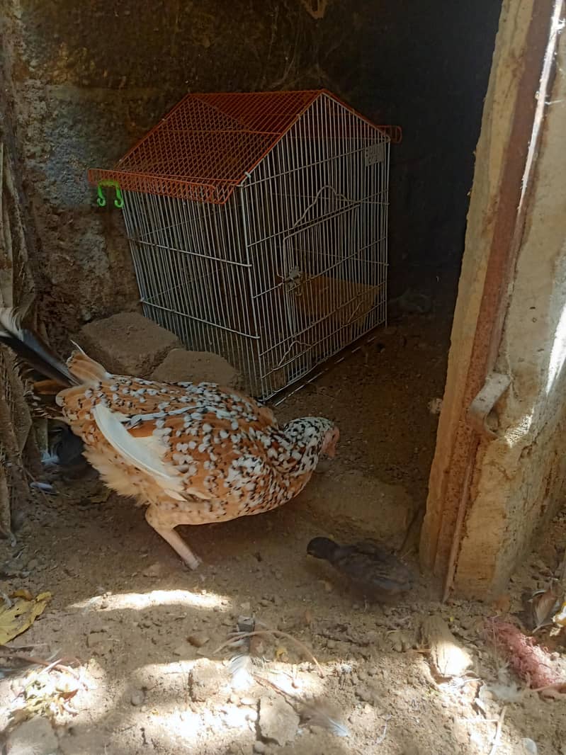 Hen with 3 chicks 2