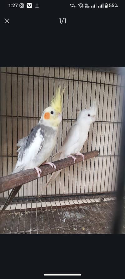cocktail breeder pair