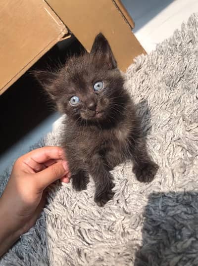 healthy kitten for sale