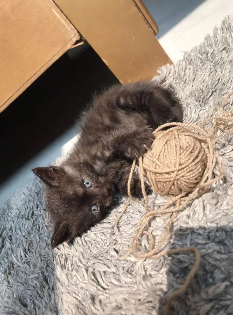 healthy kitten for sale — photo 2