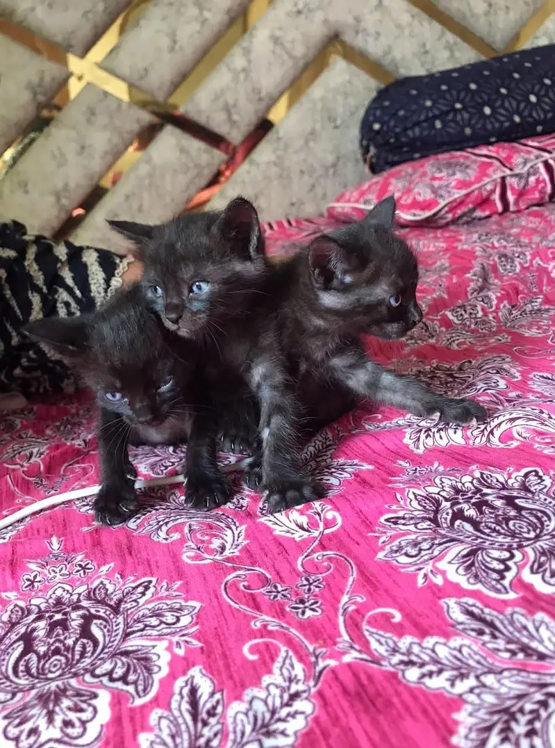 healthy kitten for sale — photo 3