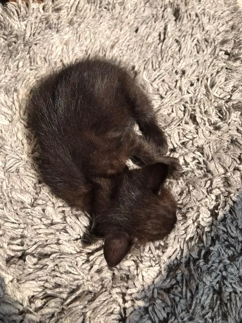 healthy kitten for sale — photo 4