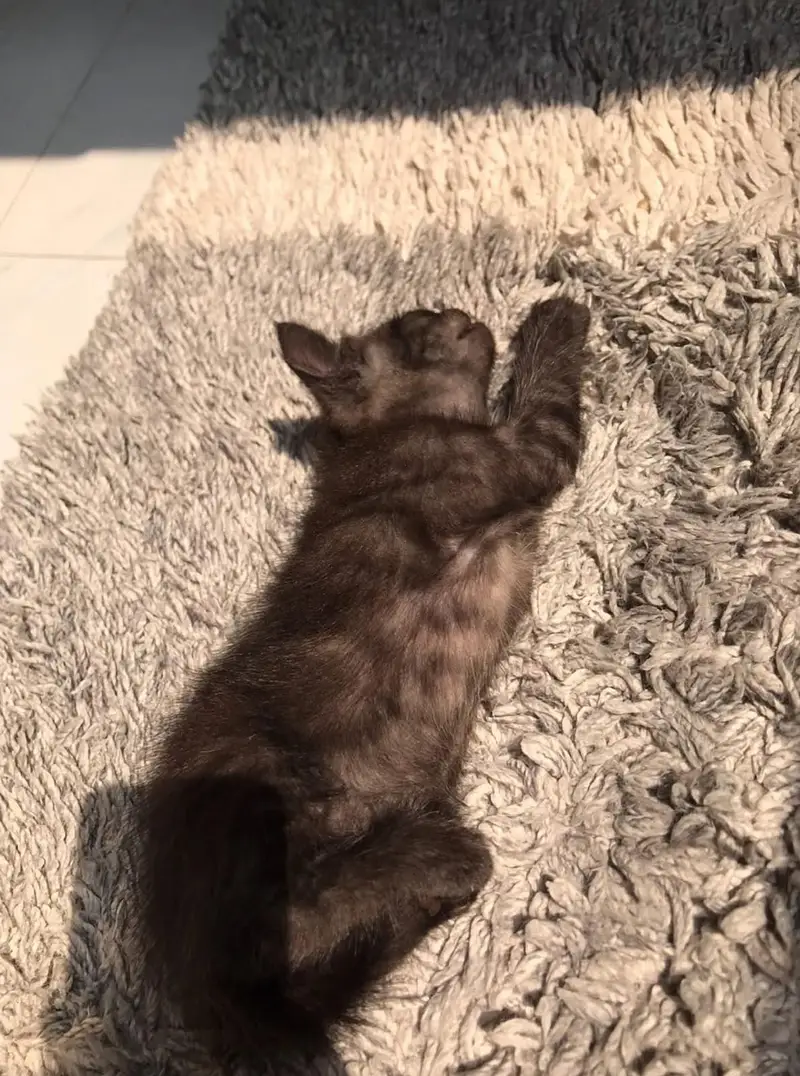 healthy kitten for sale — photo 5