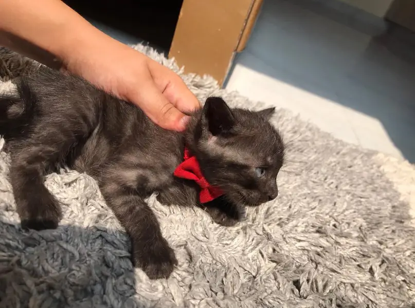healthy kitten for sale — photo 6