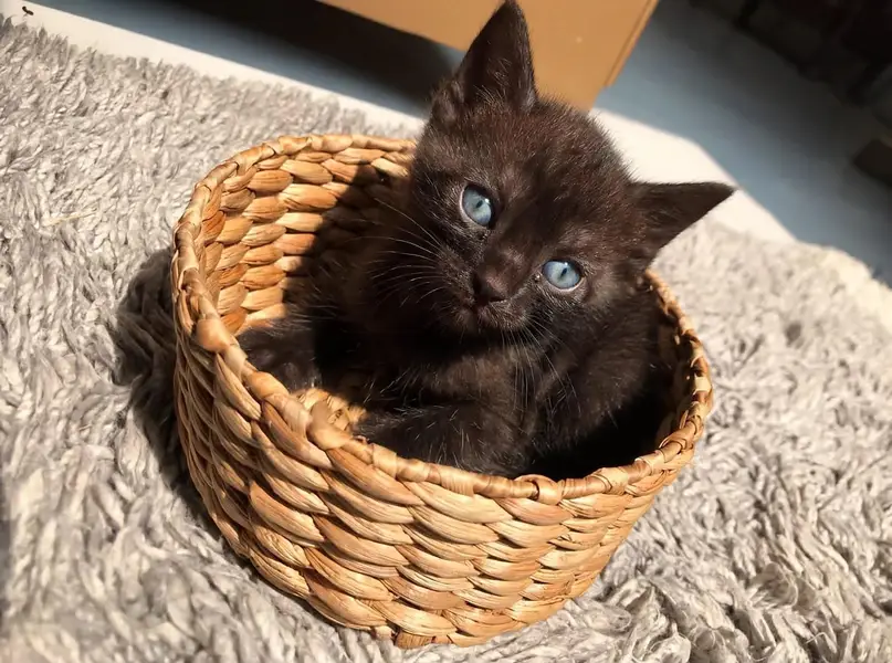 healthy kitten for sale — photo 7