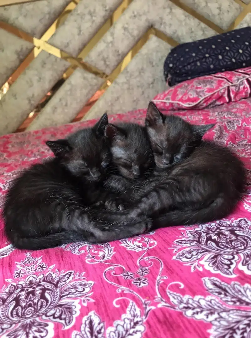 healthy kitten for sale — photo 8