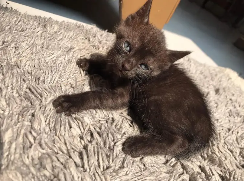 healthy kitten for sale — photo 9