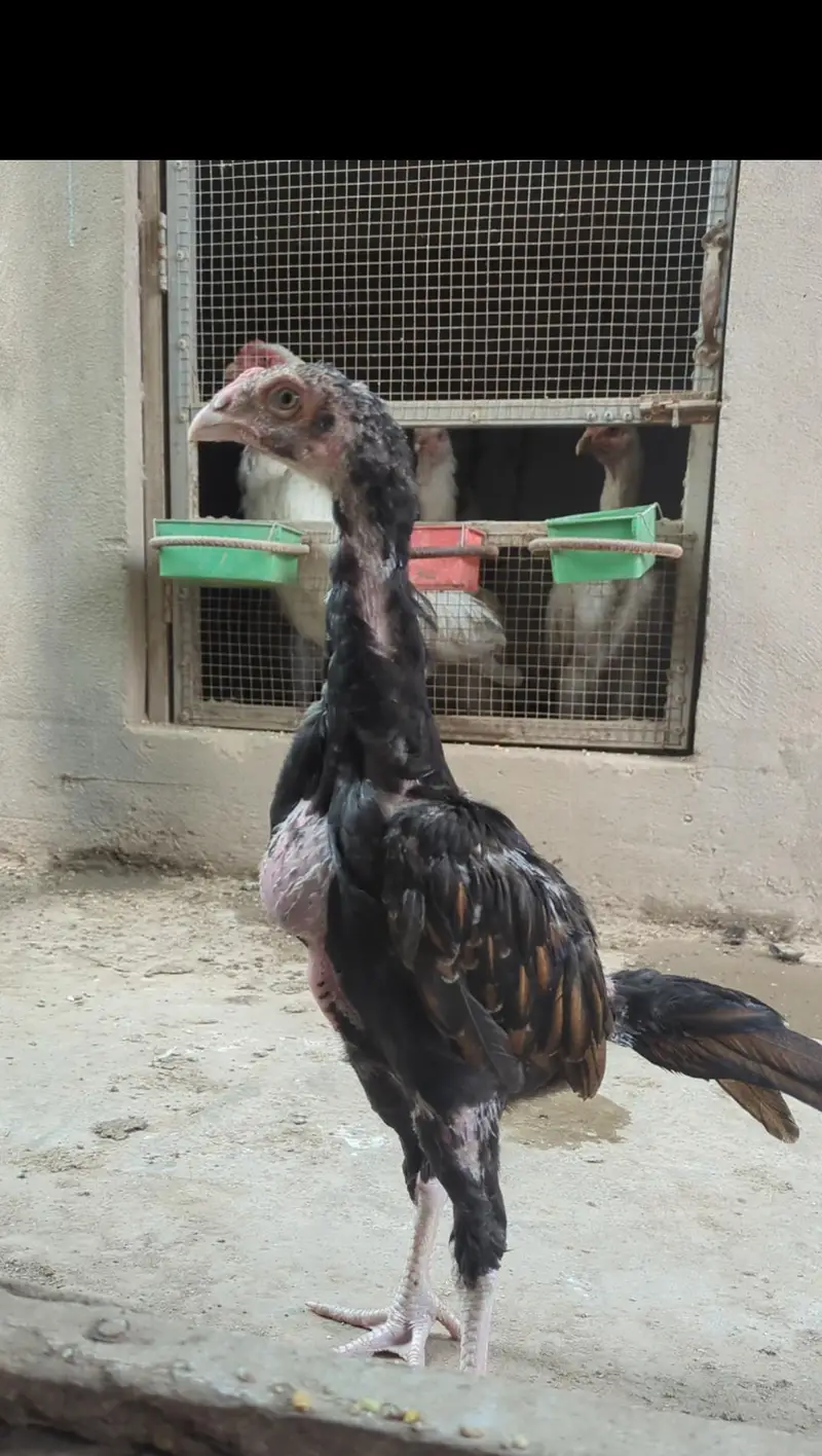 mianwali veitnam| aseel chicks| veitnam Sindhi chicks| shamo chicks — photo 2