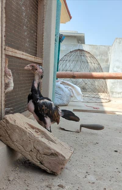 mianwali veitnam| aseel chicks| veitnam Sindhi chicks| shamo chicks