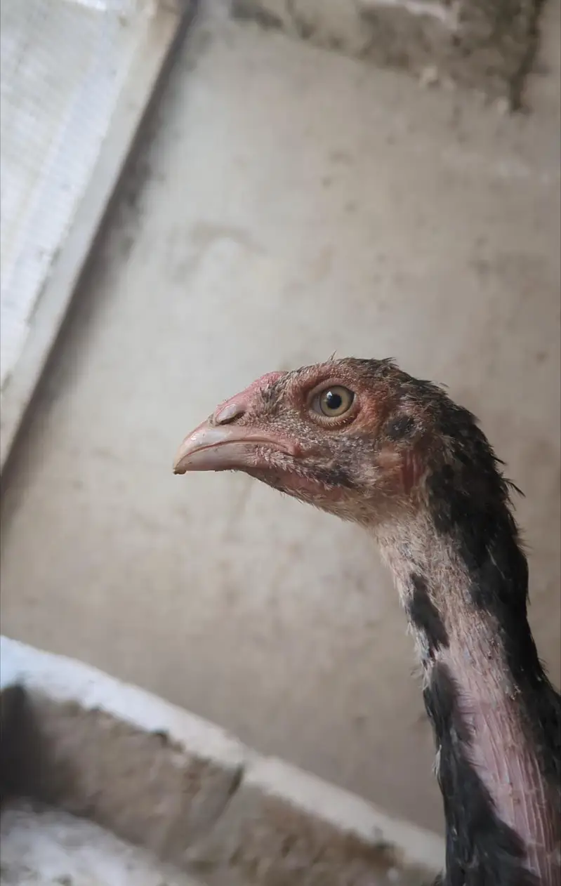 mianwali veitnam| aseel chicks| veitnam Sindhi chicks| shamo chicks — photo 3