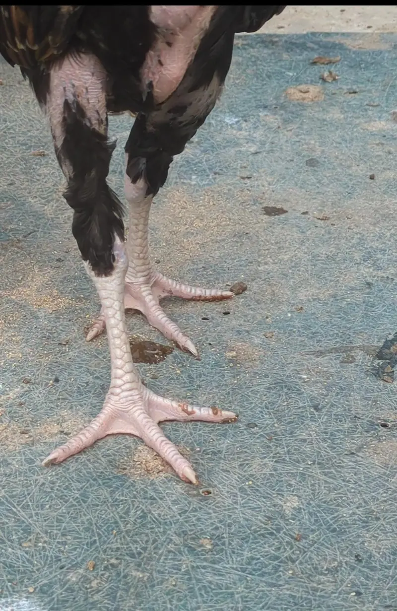 mianwali veitnam| aseel chicks| veitnam Sindhi chicks| shamo chicks — photo 4