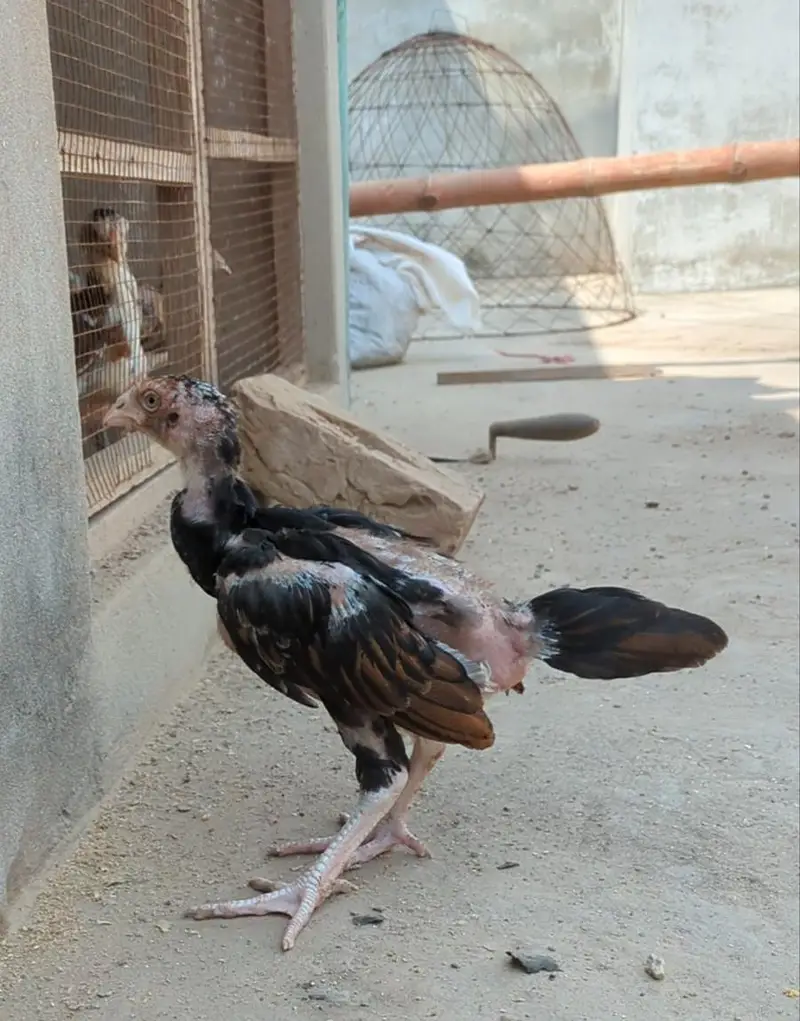 mianwali veitnam| aseel chicks| veitnam Sindhi chicks| shamo chicks — photo 5