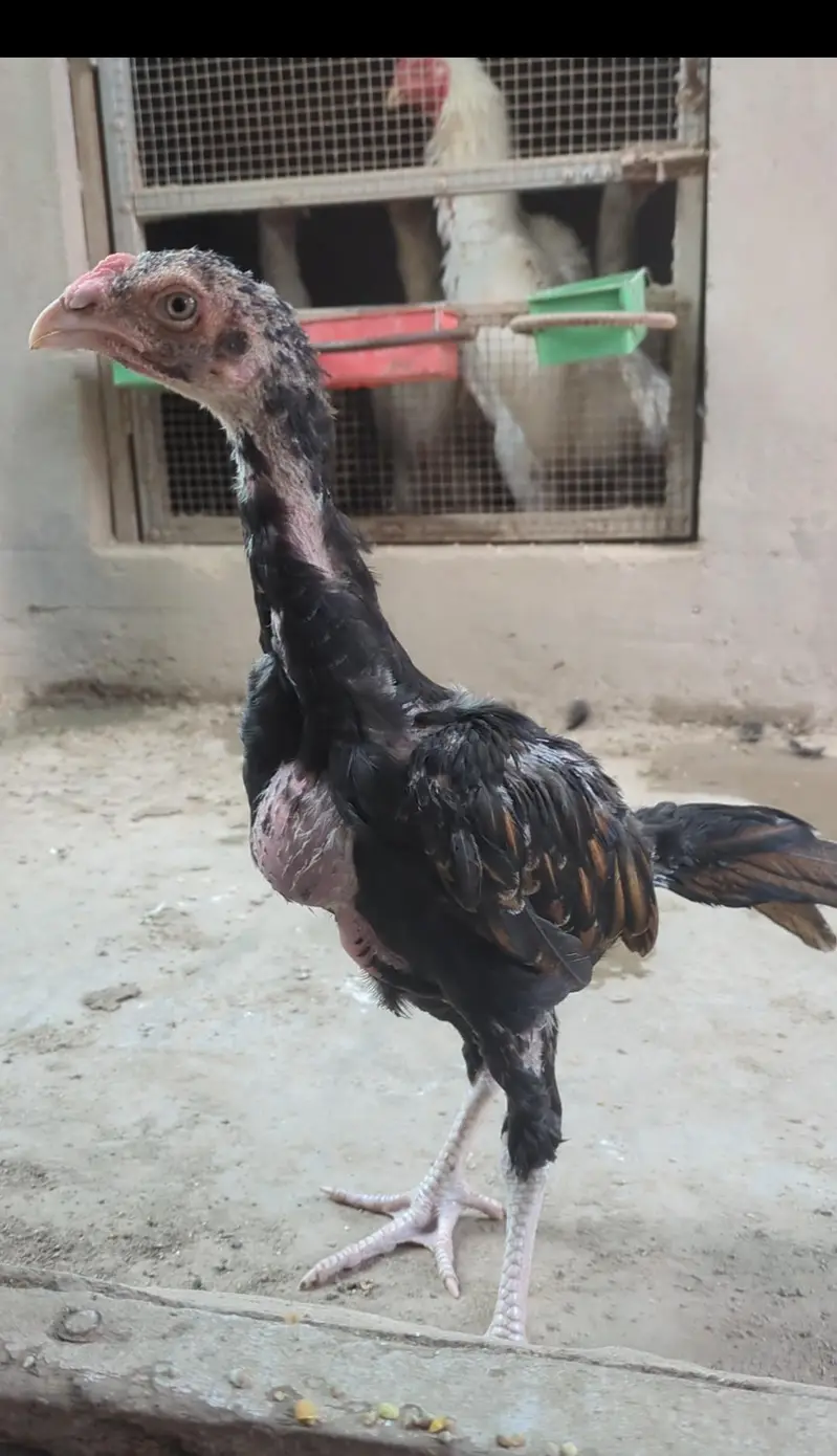 mianwali veitnam| aseel chicks| veitnam Sindhi chicks| shamo chicks — photo 6