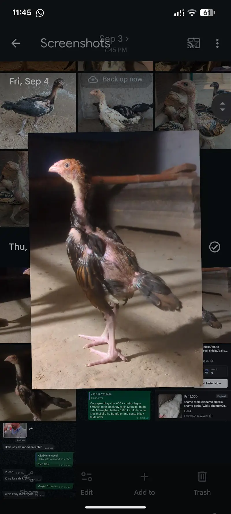 mianwali veitnam| aseel chicks| veitnam Sindhi chicks| shamo chicks — photo 7