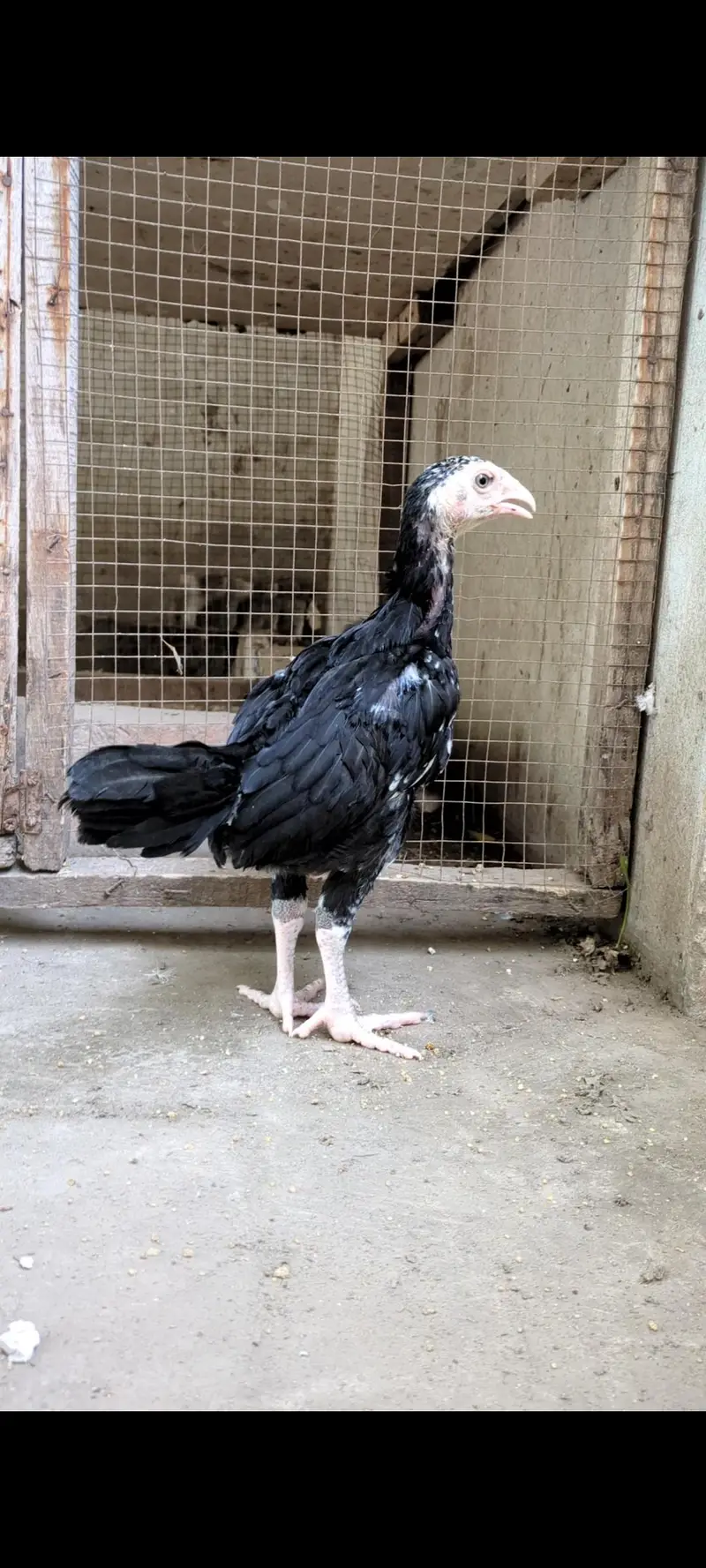 mianwali veitnam| aseel chicks| veitnam Sindhi chicks| shamo chicks — photo 8
