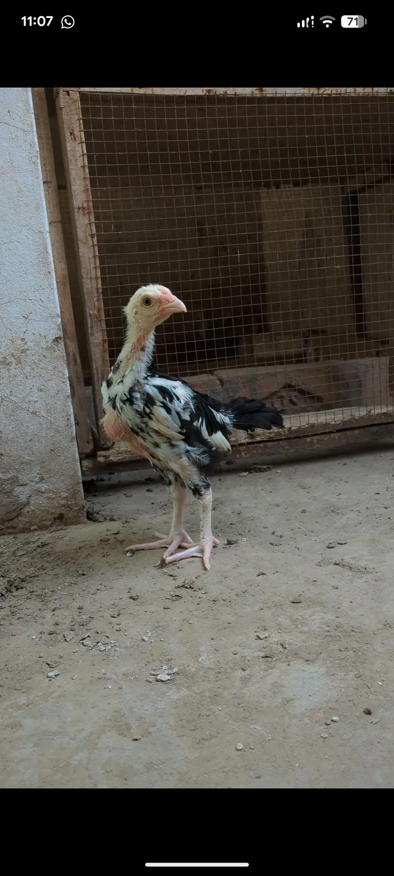 mianwali veitnam| aseel chicks| veitnam Sindhi chicks| shamo chicks — photo 9