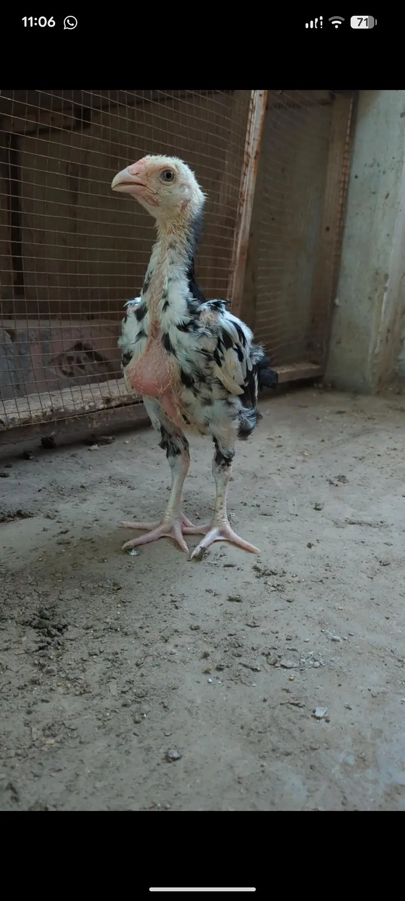 mianwali veitnam| aseel chicks| veitnam Sindhi chicks| shamo chicks — photo 10