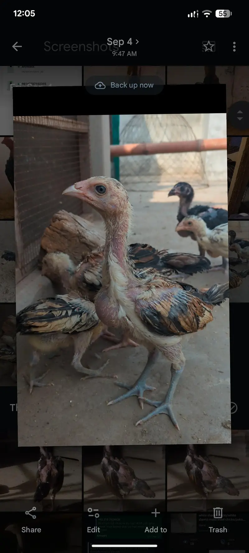 mianwali veitnam| aseel chicks| veitnam Sindhi chicks| shamo chicks — photo 11