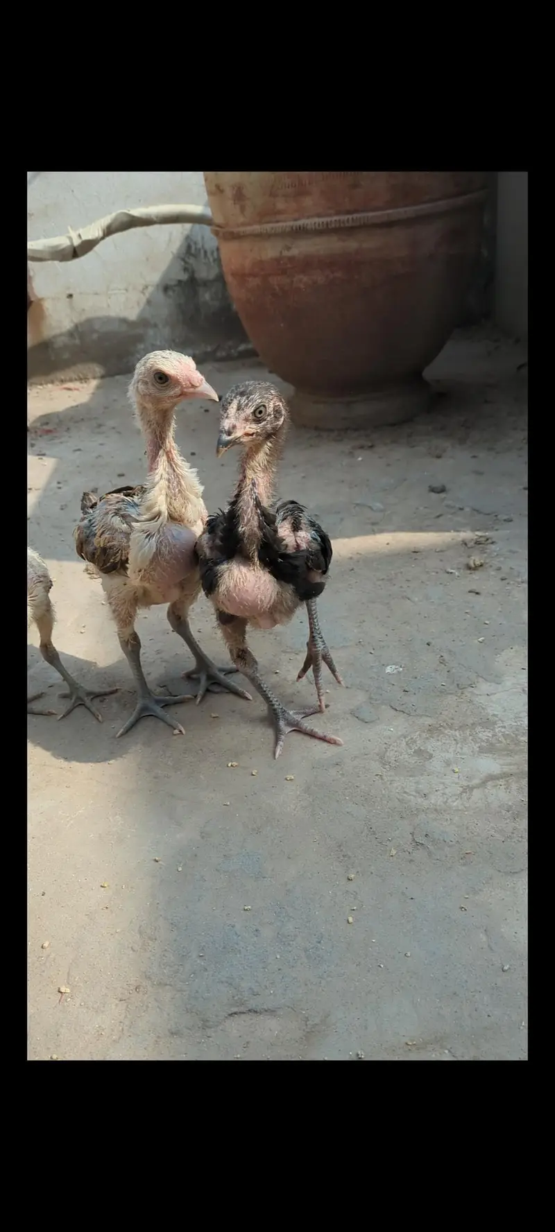 mianwali veitnam| aseel chicks| veitnam Sindhi chicks| shamo chicks — photo 12