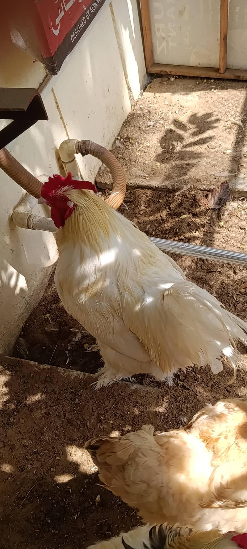 یہ گولڈن بف ہے 0