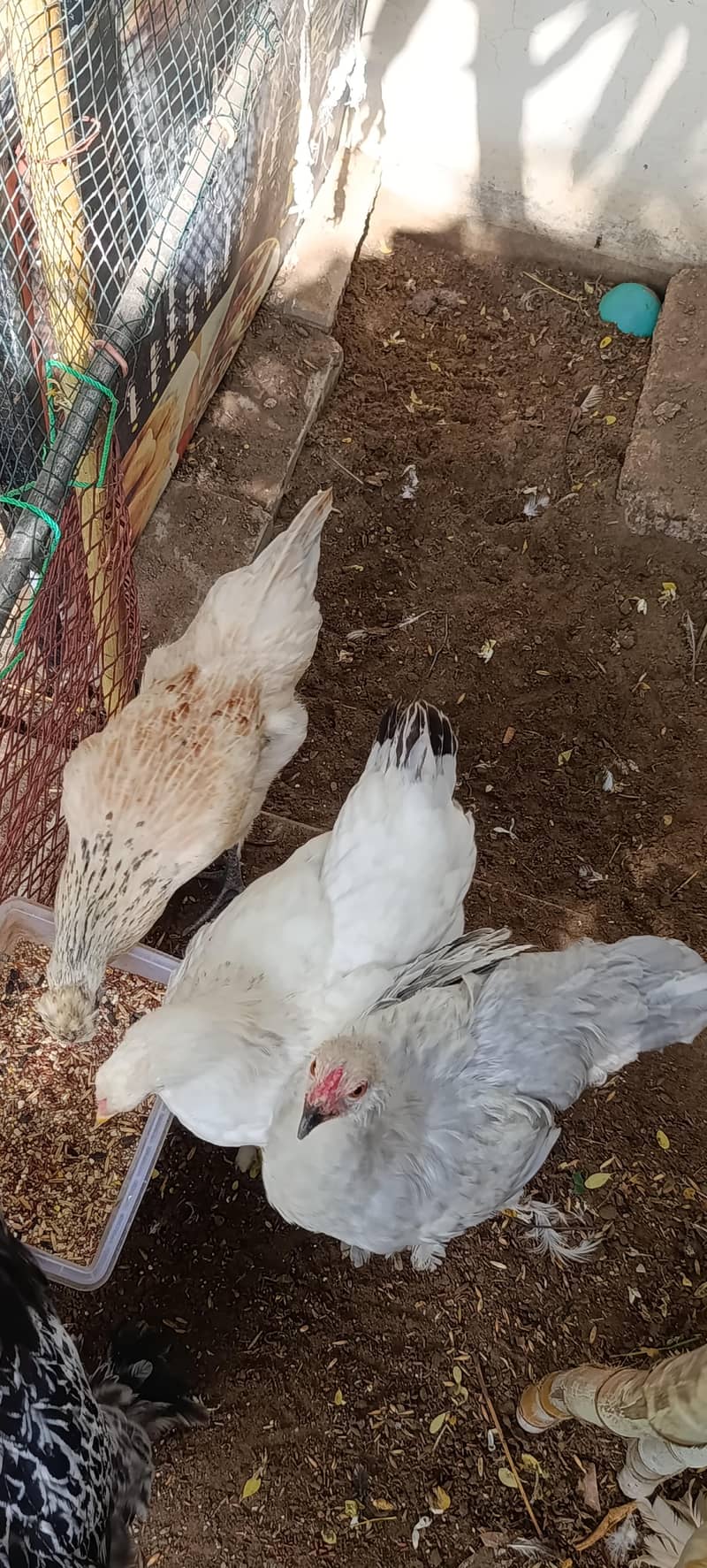 یہ گولڈن بف ہے 2
