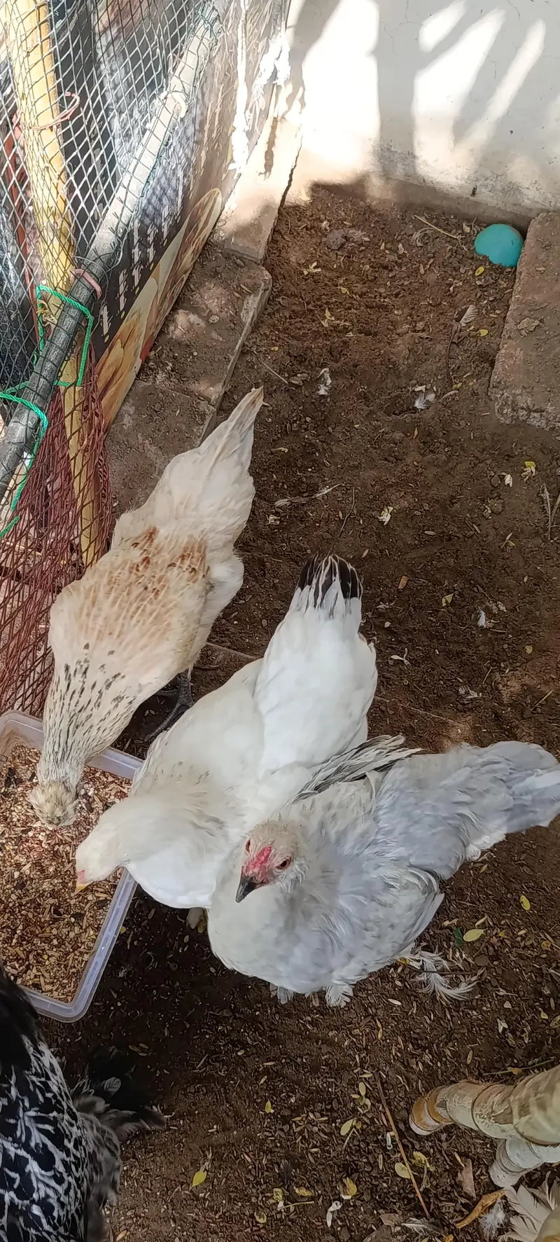 یہ گولڈن بف ہے — photo 3