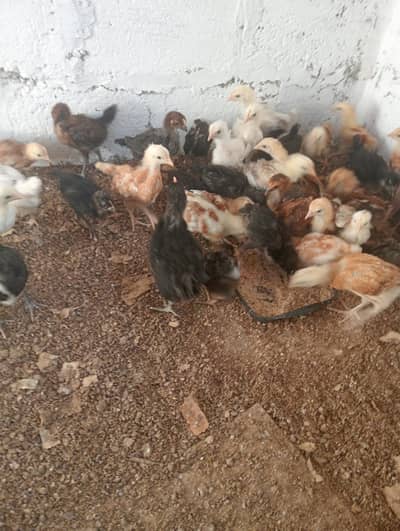 Golden Misri Chicks – 1 Month Old | Healthy & Active
