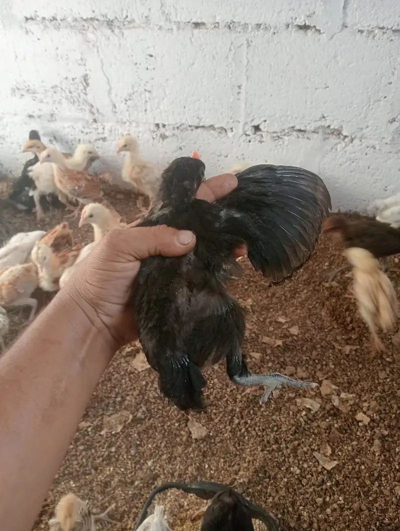 Golden Misri Chicks – 1 Month Old | Healthy & Active — photo 2
