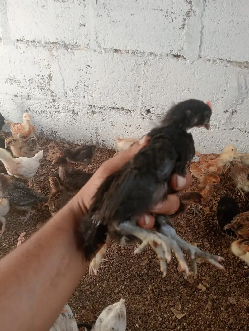 Golden Misri Chicks – 1 Month Old | Healthy & Active — photo 3