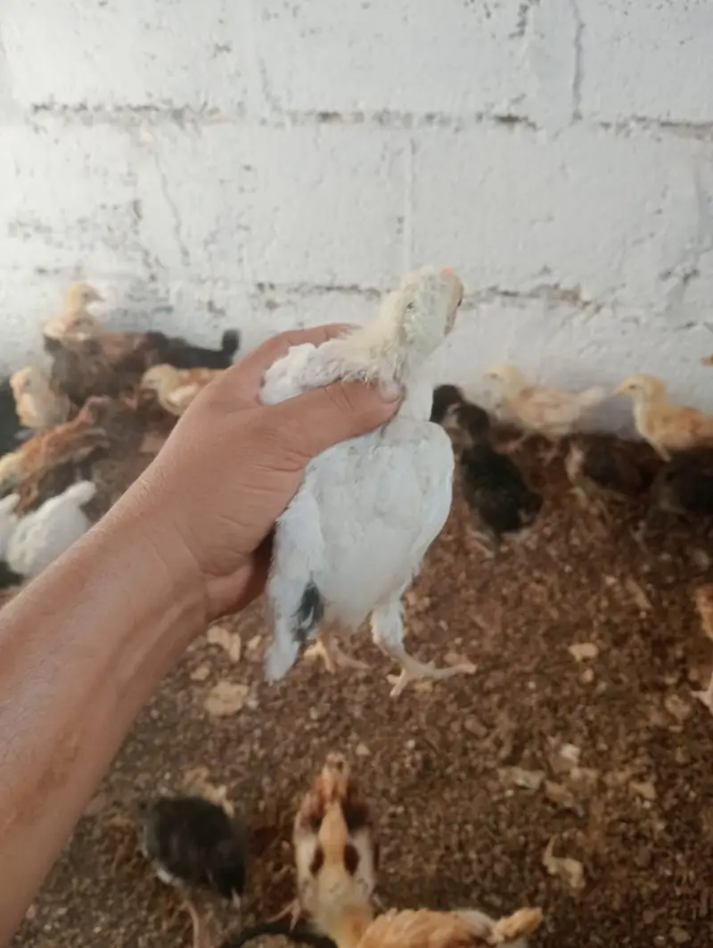 Golden Misri Chicks – 1 Month Old | Healthy & Active — photo 4