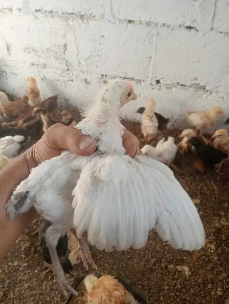 Golden Misri Chicks – 1 Month Old | Healthy & Active — photo 5
