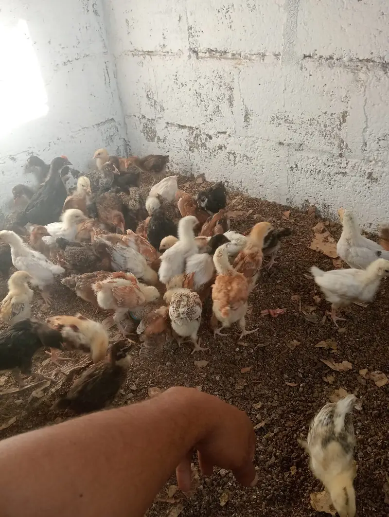 Golden Misri Chicks – 1 Month Old | Healthy & Active — photo 6
