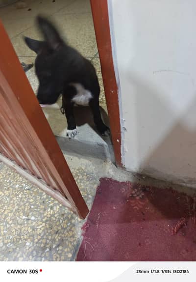 nice pupy for sale
