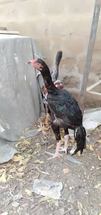 Jageri Bund gudi cros Male Female