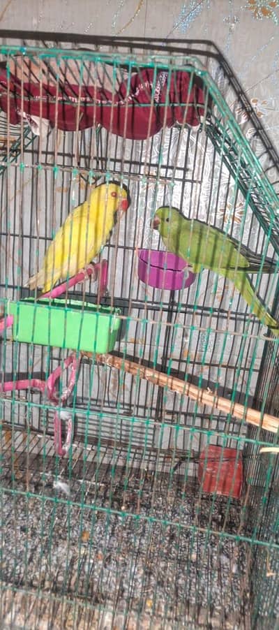 yellow to green pair 03204590697