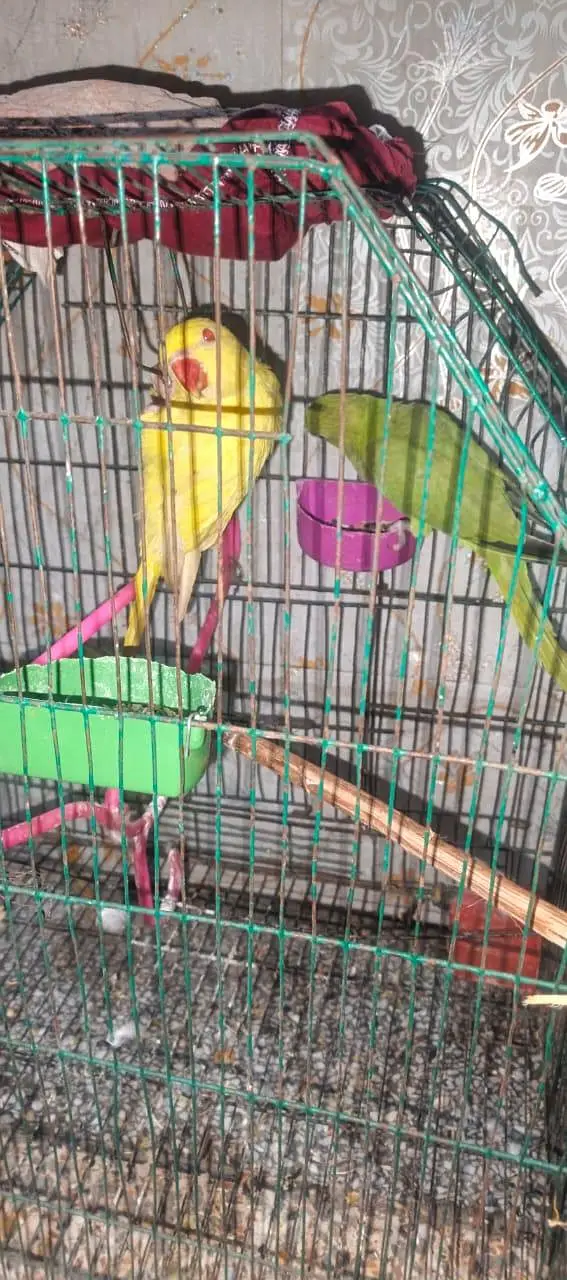 yellow to green pair 03204590697 — photo 3