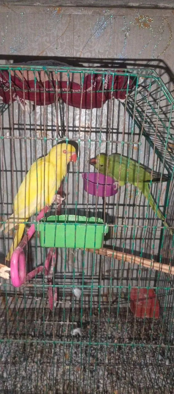 yellow to green pair 03204590697 — photo 7