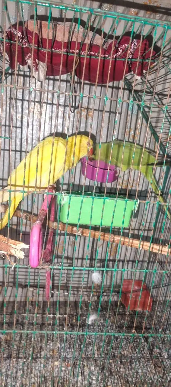 yellow to green pair 03204590697 — photo 10