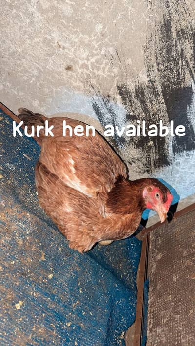kurk hen assel