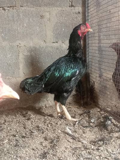 black peor mushka breedar