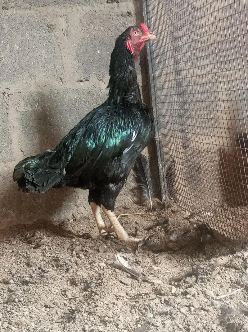 black peor mushka breedar — photo 2
