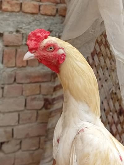 Adeel Heera sale karna hai