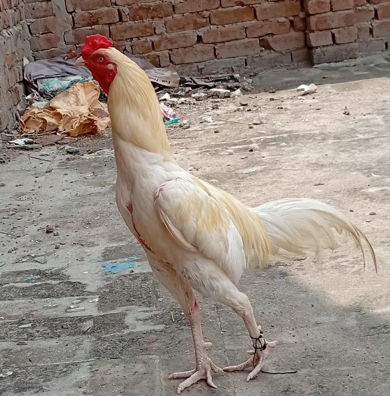 Adeel Heera sale karna hai — photo 2