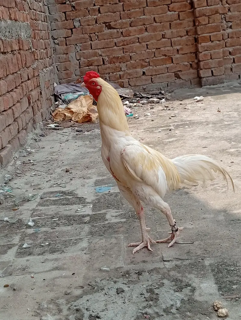 Adeel Heera sale karna hai — photo 3
