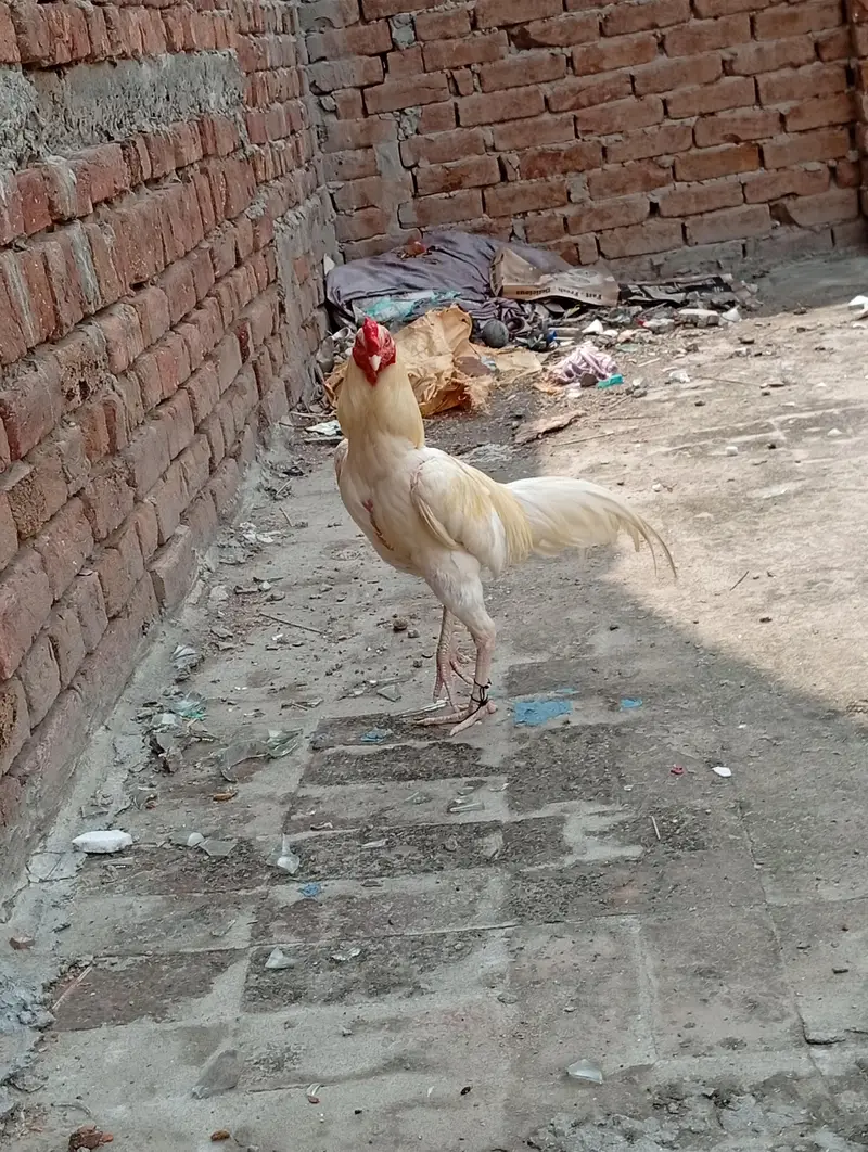 Adeel Heera sale karna hai — photo 4