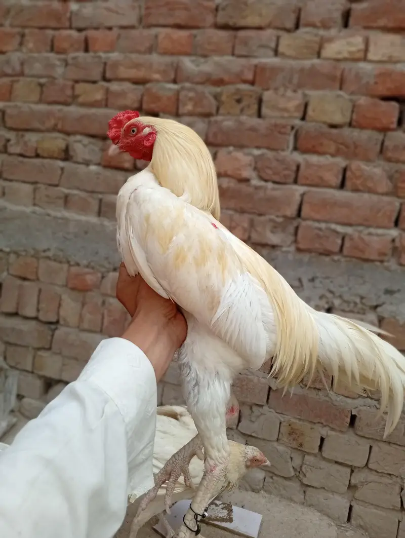 Adeel Heera sale karna hai — photo 5